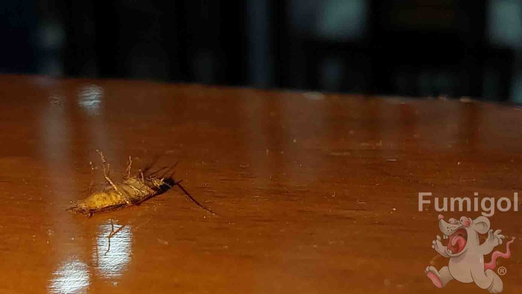 ¿Cuánto cuesta una fumigación para cucarachas